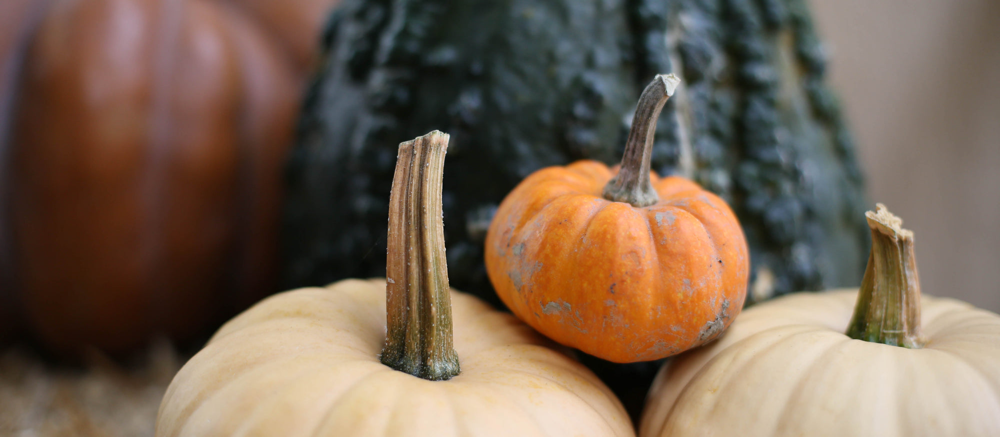 Pumpkin Picking